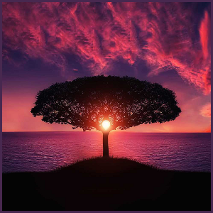 The Austin Alchemist Media Company offers body mind spirit news resources and events - tree silhouette sunset